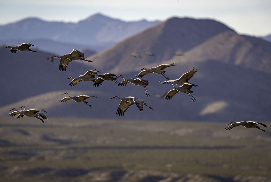 Birds of Bosque del Apache ScottM Photos